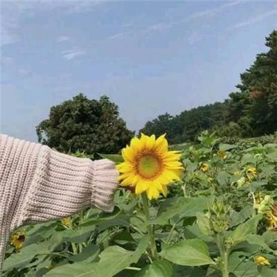 美国政府再对哈佛和国际学生下手